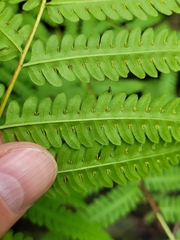 Pteris tripartita