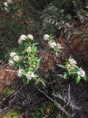 Pimelea longifolia