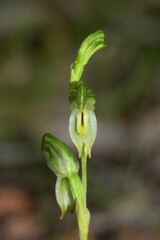 Pterostylis diminuta