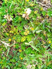 Alchemilla orbiculata