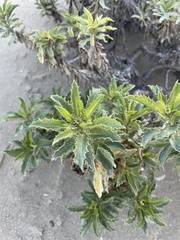 Grindelia patagonica