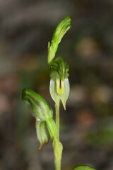 Pterostylis diminuta