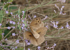 Hyponephele lupinus