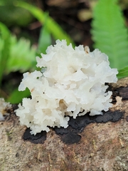 Tremella