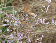 Hyponephele lupinus