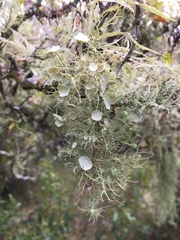 Usnea densirostra