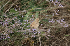Hyponephele lupinus