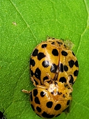 Henosepilachna vigintioctopunctata