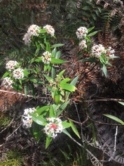 Pimelea longifolia
