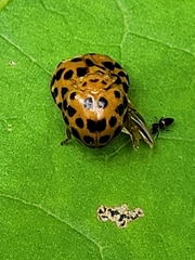 Henosepilachna vigintioctopunctata