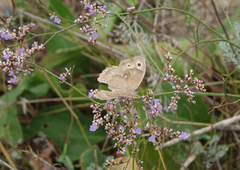 Hyponephele lupinus