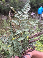 Paragymnopteris marantae marantae
