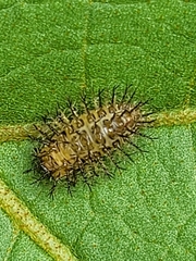 Henosepilachna vigintioctopunctata