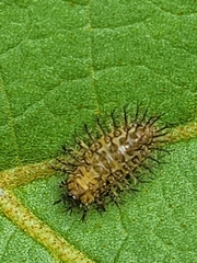 Henosepilachna vigintioctopunctata