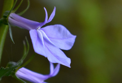 Lobelia amoena