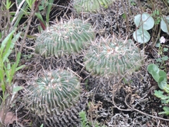 Echinofossulocactus