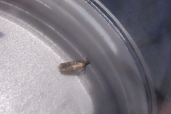 Dichomeris ligulella