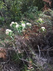 Pimelea longifolia