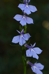 Lobelia amoena