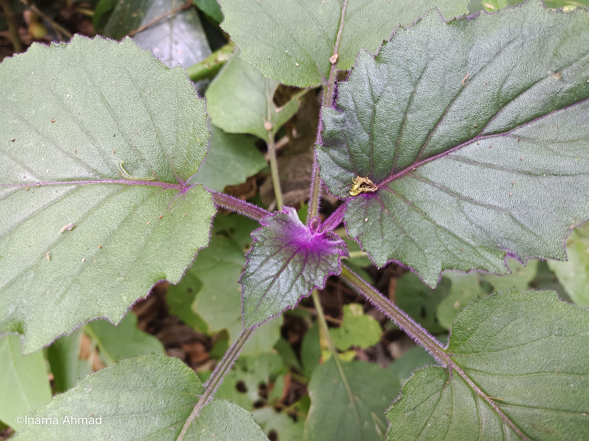 Imagem de Veludo-roxo