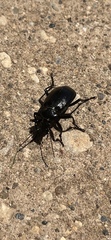 Calosoma marginale