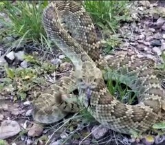 Crotalus scutulatus