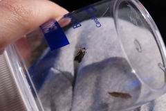 Dichomeris ligulella