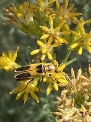 Chauliognathus omissus