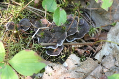 Phellodon niger