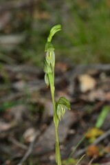 Pterostylis diminuta
