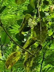Hoya
