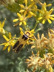 Chauliognathus omissus