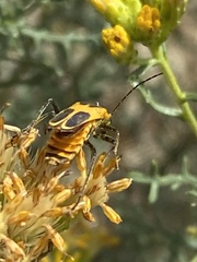 Chauliognathus omissus