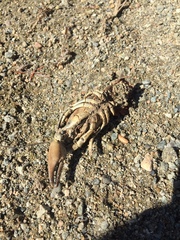 Pacifastacus leniusculus