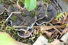 Phellodon niger