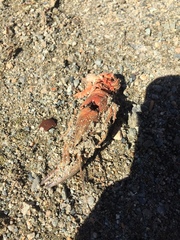 Pacifastacus leniusculus