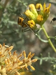 Chauliognathus omissus