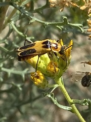 Chauliognathus omissus