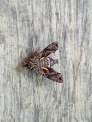 Neogurelca himachala