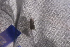 Dichomeris ligulella