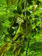 Hoya