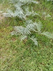 Cynara cardunculus
