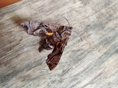 Neogurelca himachala