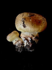 Cortinarius atkinsonianus