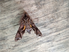 Neogurelca himachala