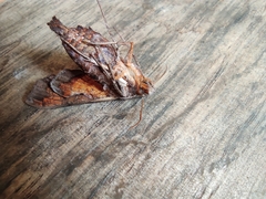 Neogurelca himachala