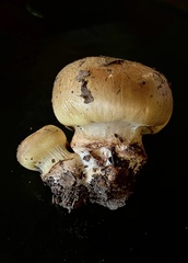 Cortinarius atkinsonianus