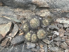Copiapoa coquimbana