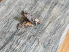 Neogurelca himachala