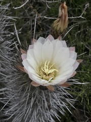 Trichocereus deserticola